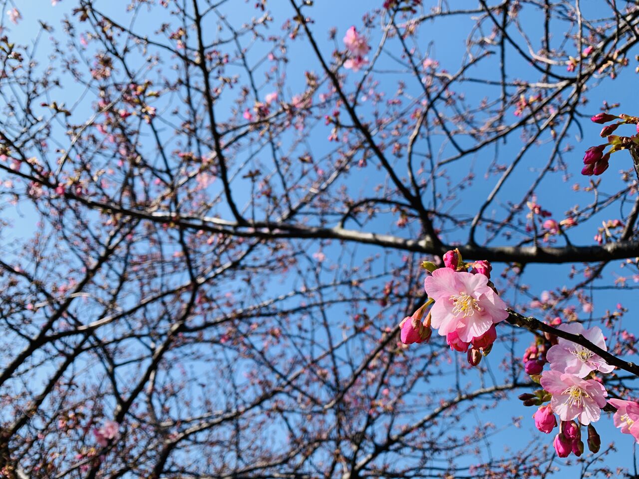 桜 まつり 海岸 三浦