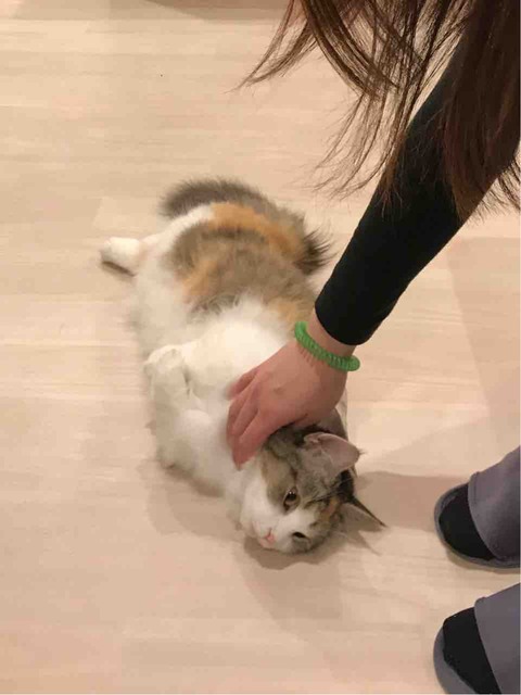 大須猫カフェ(ぷちまりー)1