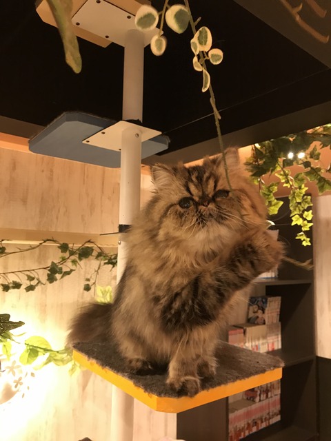 大須猫カフェ(ぷちまりー)9