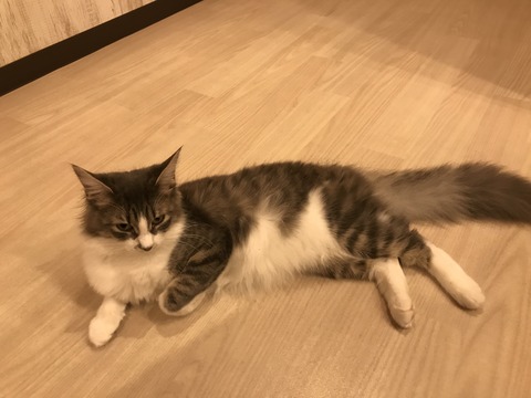 大須猫カフェ(ぷちまりー)12