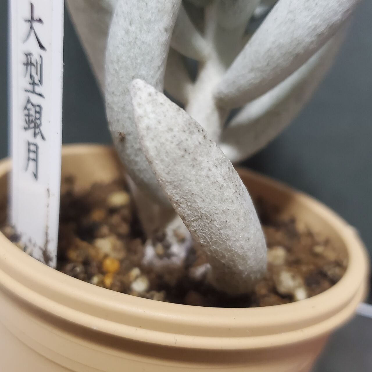 多肉植物 大型銀月にカビ どうしよう 流氷さかまたの海