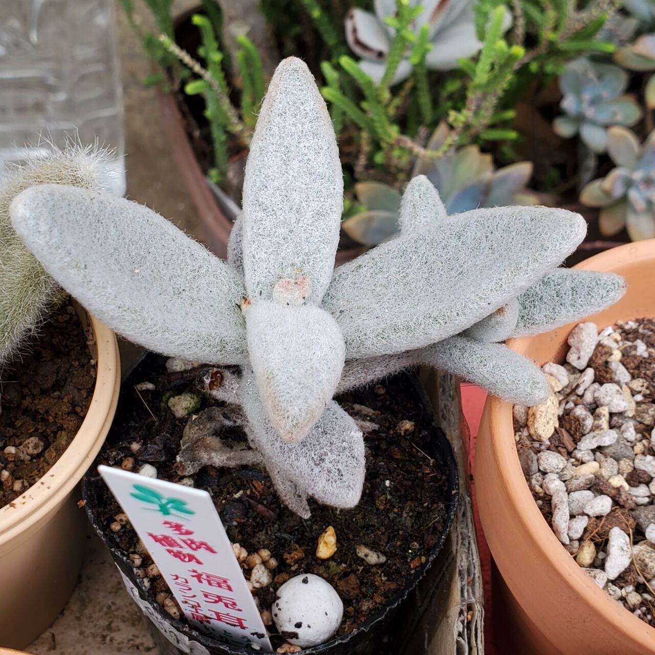 多肉植物 庭の生息種達 カランコエ属 流氷さかまたの海 多肉植物 庭の生息種達 カランコエ属 流氷さかまたの海