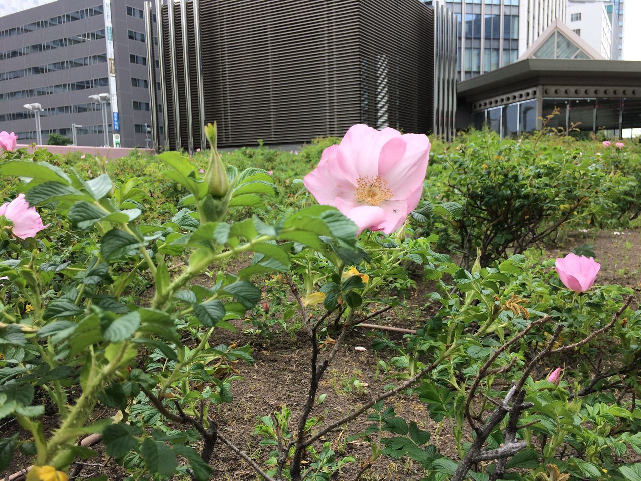 ハマナスの咲く頃 今日の一枚