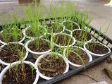田植え (1)