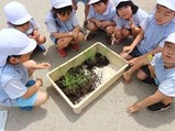 田植え (2)