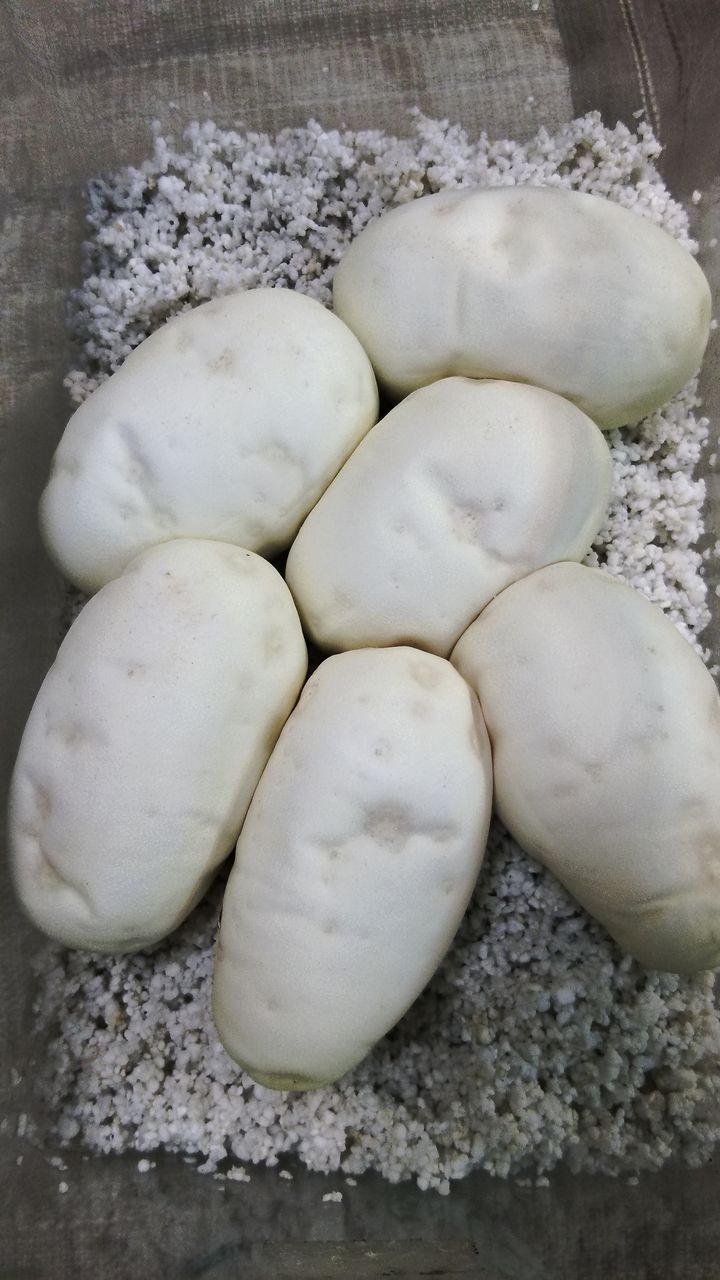 ボールパイソン産卵 エボシベビー完売 爬虫類 ペットのkuwata ボールパイソン産卵 エボシベビー完売 爬虫類 ペットのkuwata