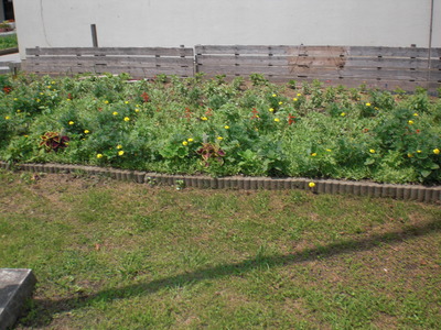 花壇づくり　苗の生育状況⑤