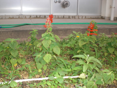 花壇づくり　苗の生育状況⑦