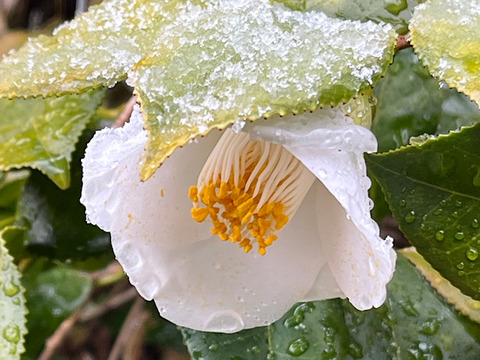 IMG_2025-03-21-100436