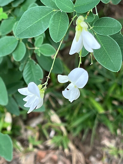 IMG_2025-10-18-100259