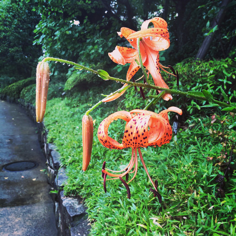 F1585F73-B281-4D61-B216-74407F67C434