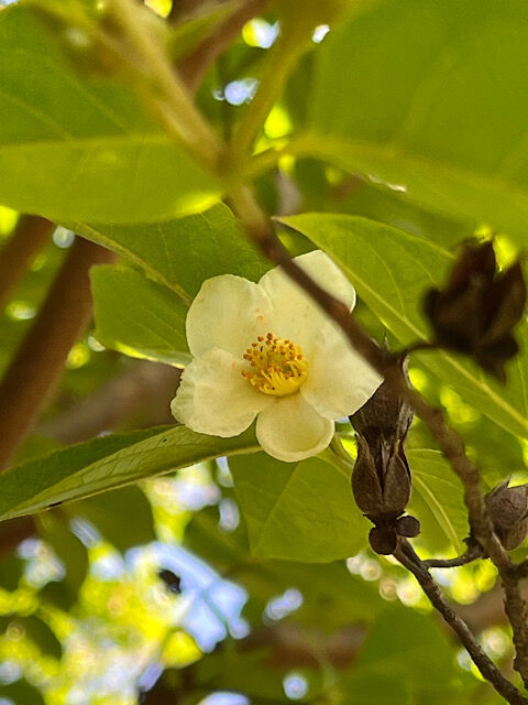 IMG_2024-06-07-124839