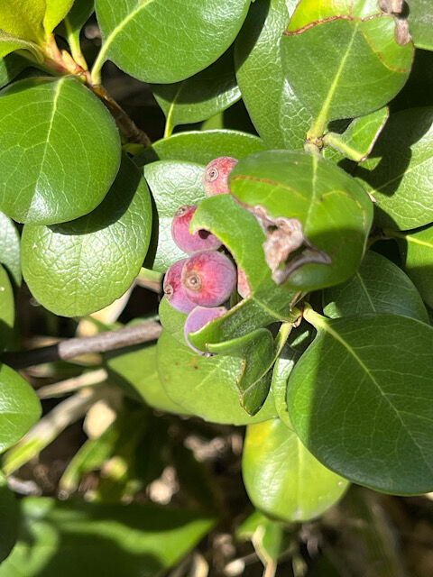 IMG_2025-10-10-105755