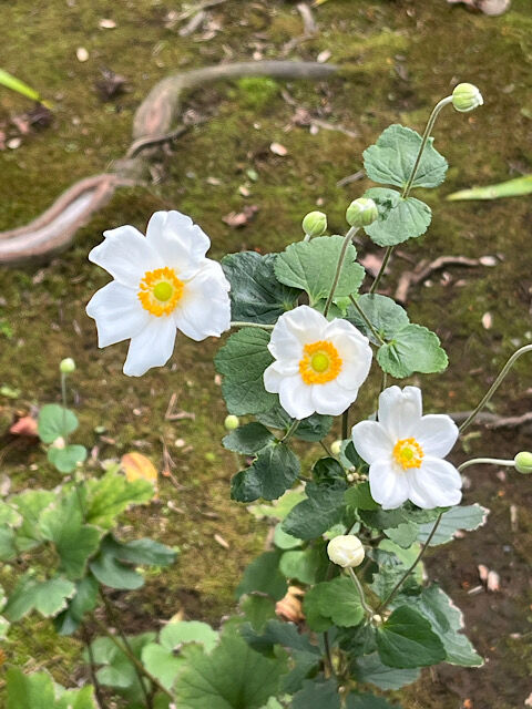 IMG_2025-10-30-125225