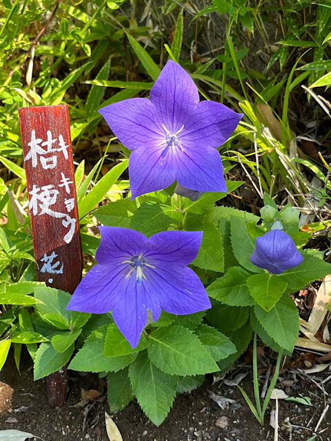 IMG_2024-06-07-124814