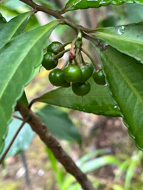 IMG_2025-10-18-100103