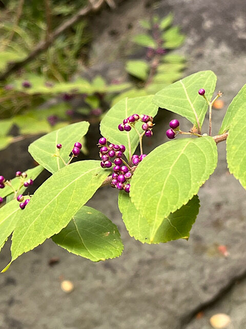 IMG_2025-11-03-175212