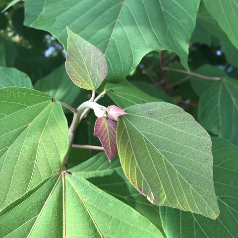 5A0jiGu5Tbqjd4SdjLjTOg