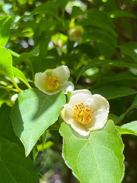 IMG_2024-05-30-125312