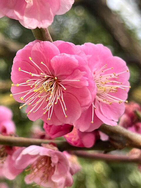 IMG_2026-02-20-110619
