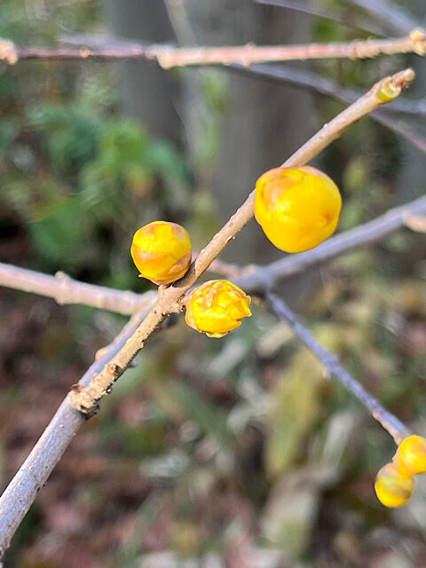IMG_2025-01-19-084935
