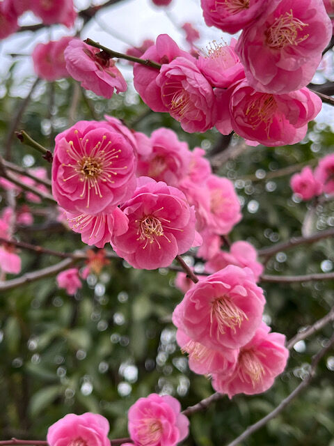 IMG_2026-01-24-095541