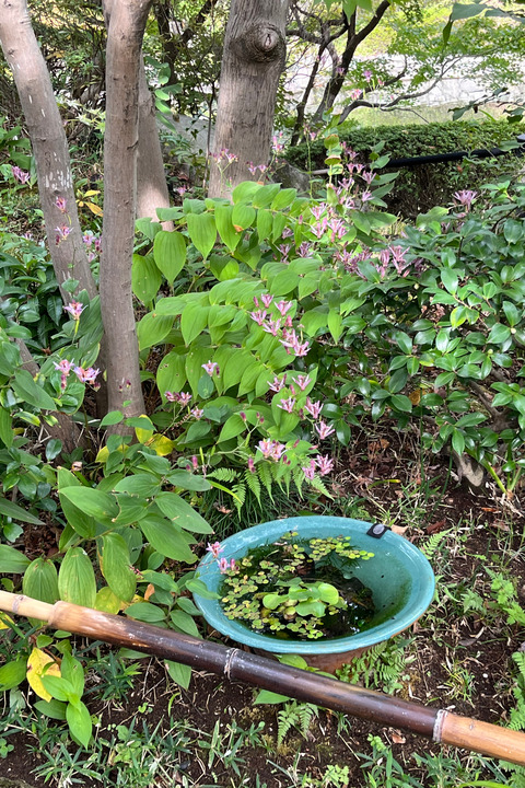 IMG_2025-11-04-100611