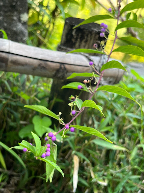 IMG_2025-10-10-105829