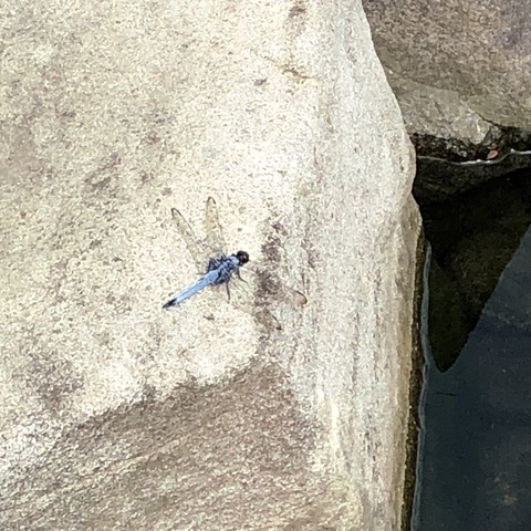 6YzuBHXeSoadOXmkuRi6BA