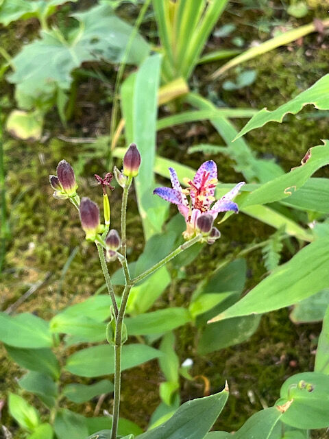 IMG_2025-10-10-105643