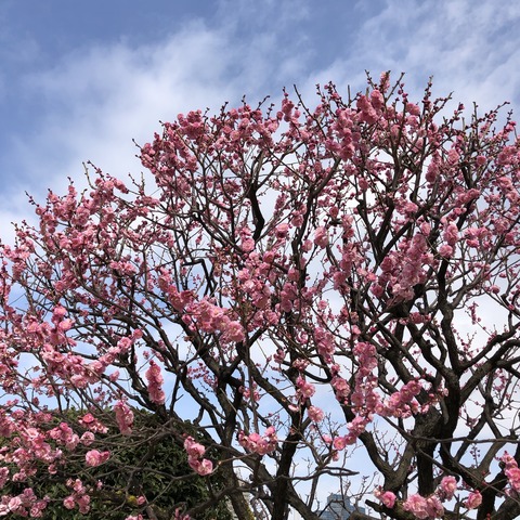 qIwNpjc0Ti+WCt8oikLKUQ