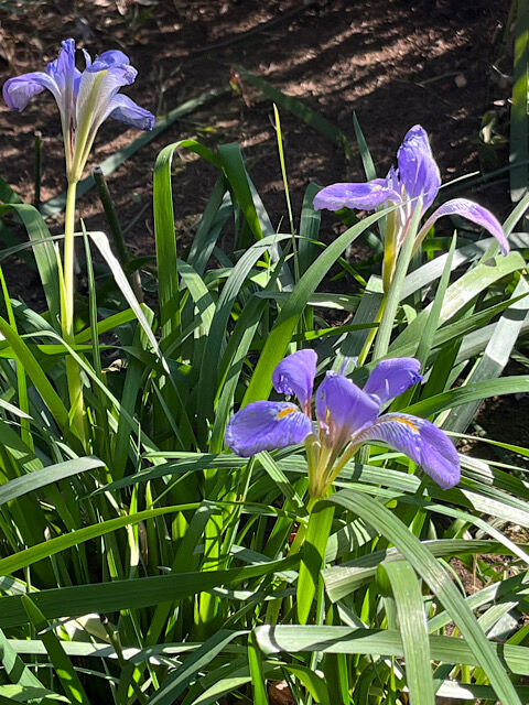 IMG_2026-02-06-184253