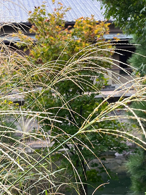 IMG_2025-10-18-100202