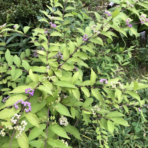 VE1mK+TUTluh8eDAq3V4nQ