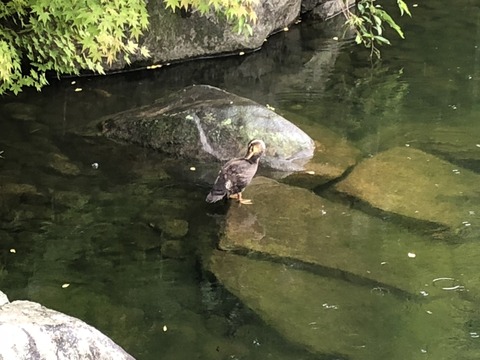 cwRJH31xTDCDZHeWXw1wMQ