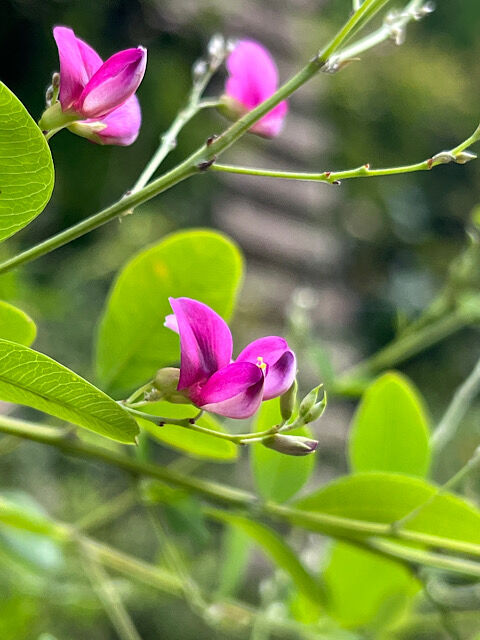 IMG_2025-09-12-154234