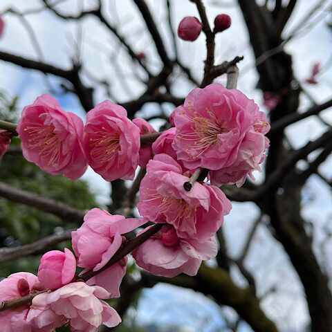 IMG_2024-02-02-094247
