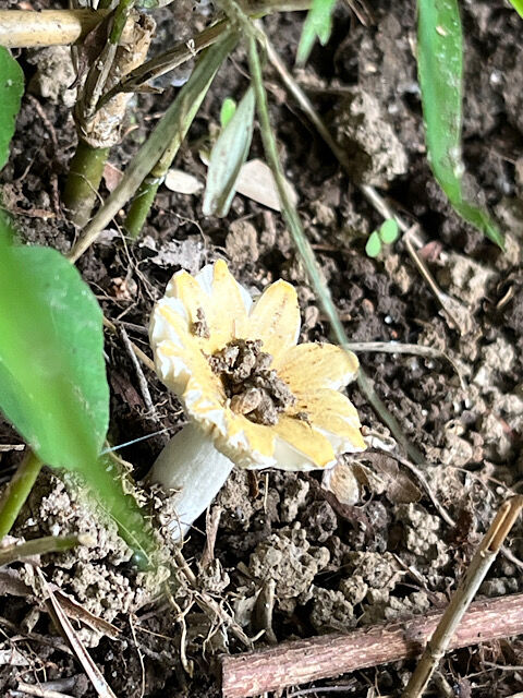9月4日のお稽古ー茶箱点前と茶箱付花月の特別稽古 : 流水会目白だより