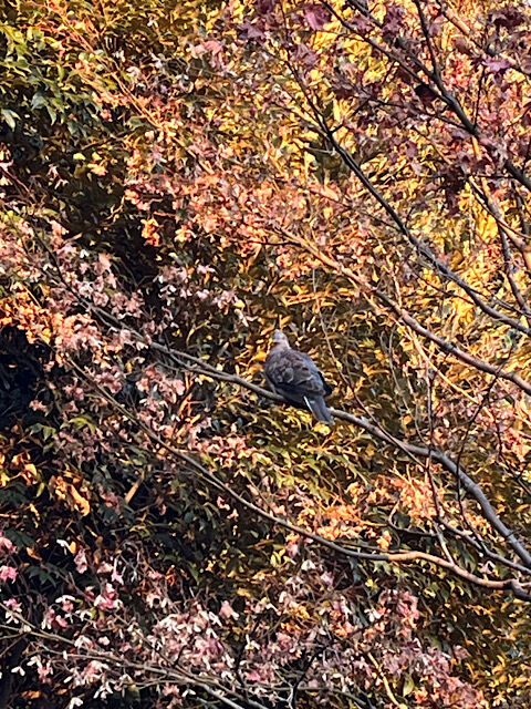 IMG_2025-12-19-143051