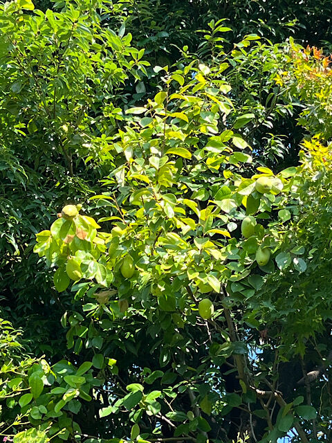 IMG_2025-08-28-141632