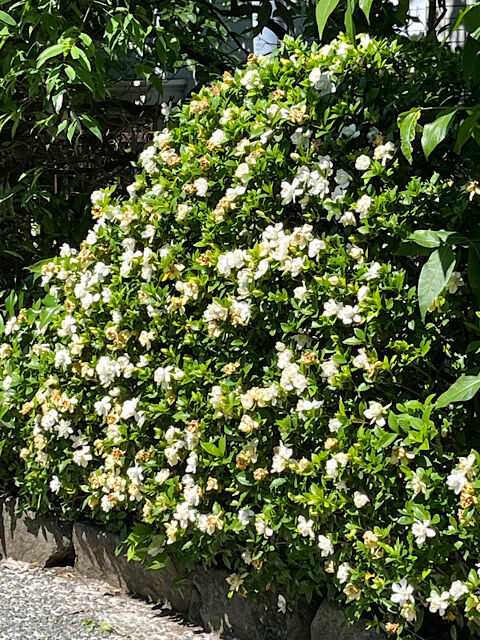 IMG_2026-06-20-185044