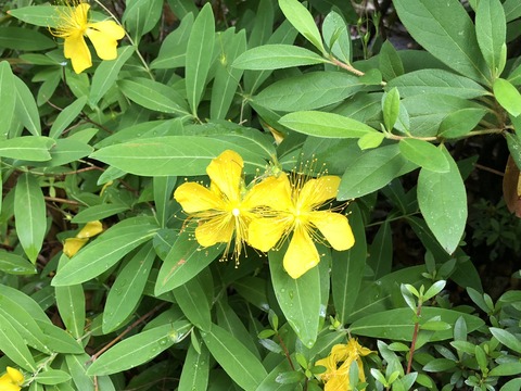 xtxUJxiWTaKOgM4sui6dTw