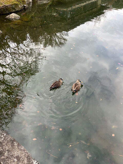 IMG_2026-01-24-095621