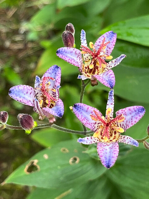 IMG_2025-10-18-100021