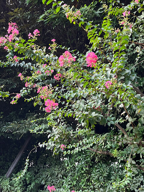 IMG_2025-08-22-132940