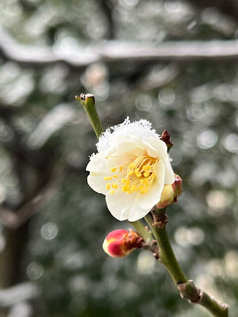 IMG_2026-02-09-130002