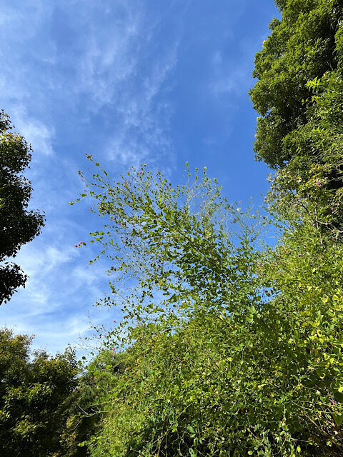 IMG_2025-10-10-105533