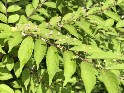 8CRi%M3ARwuhMvcD5nOTvg