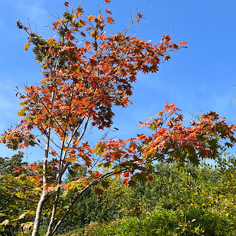 IMG_2023-11-06-092511