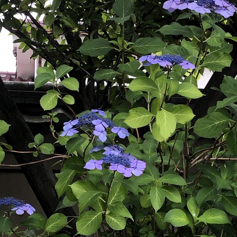 5Ktwn0GQQEyCnMuuIa+89A